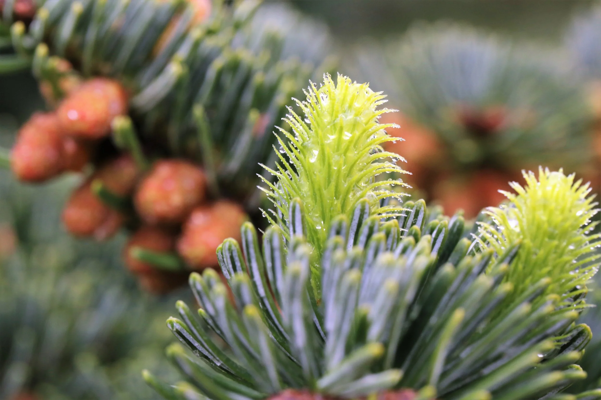 Female and male flowers together