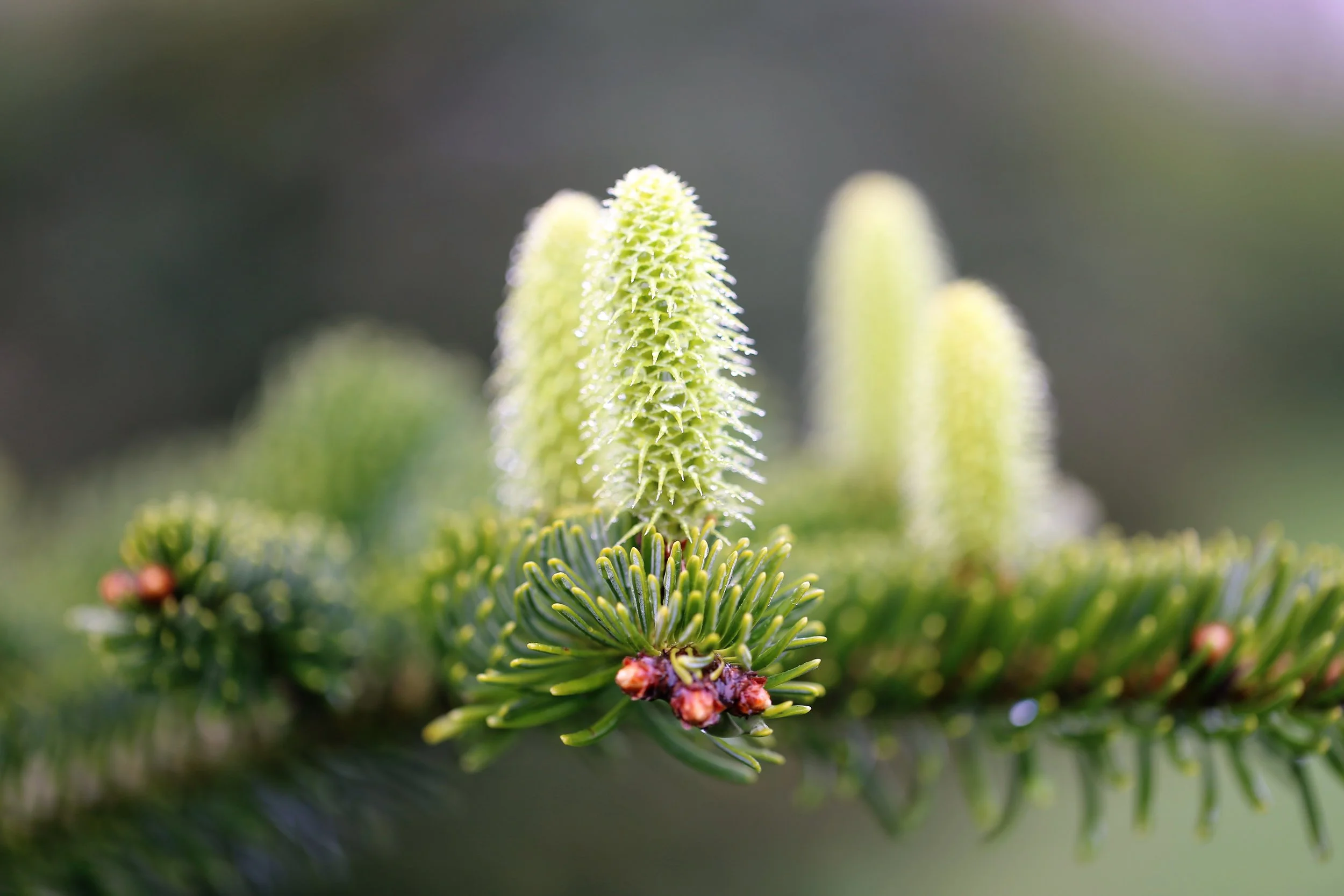 Nordmann fir female flowers turning into cones