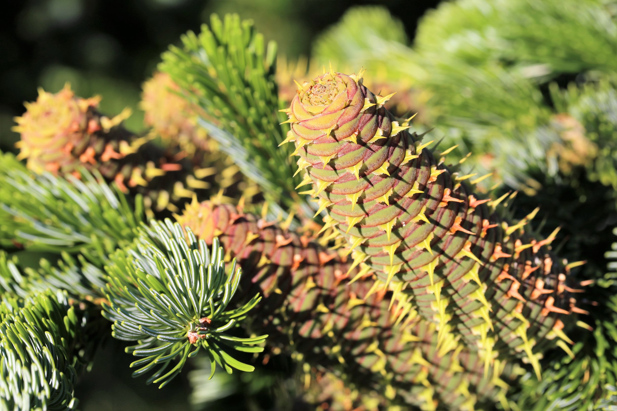 Nordmann fir cones