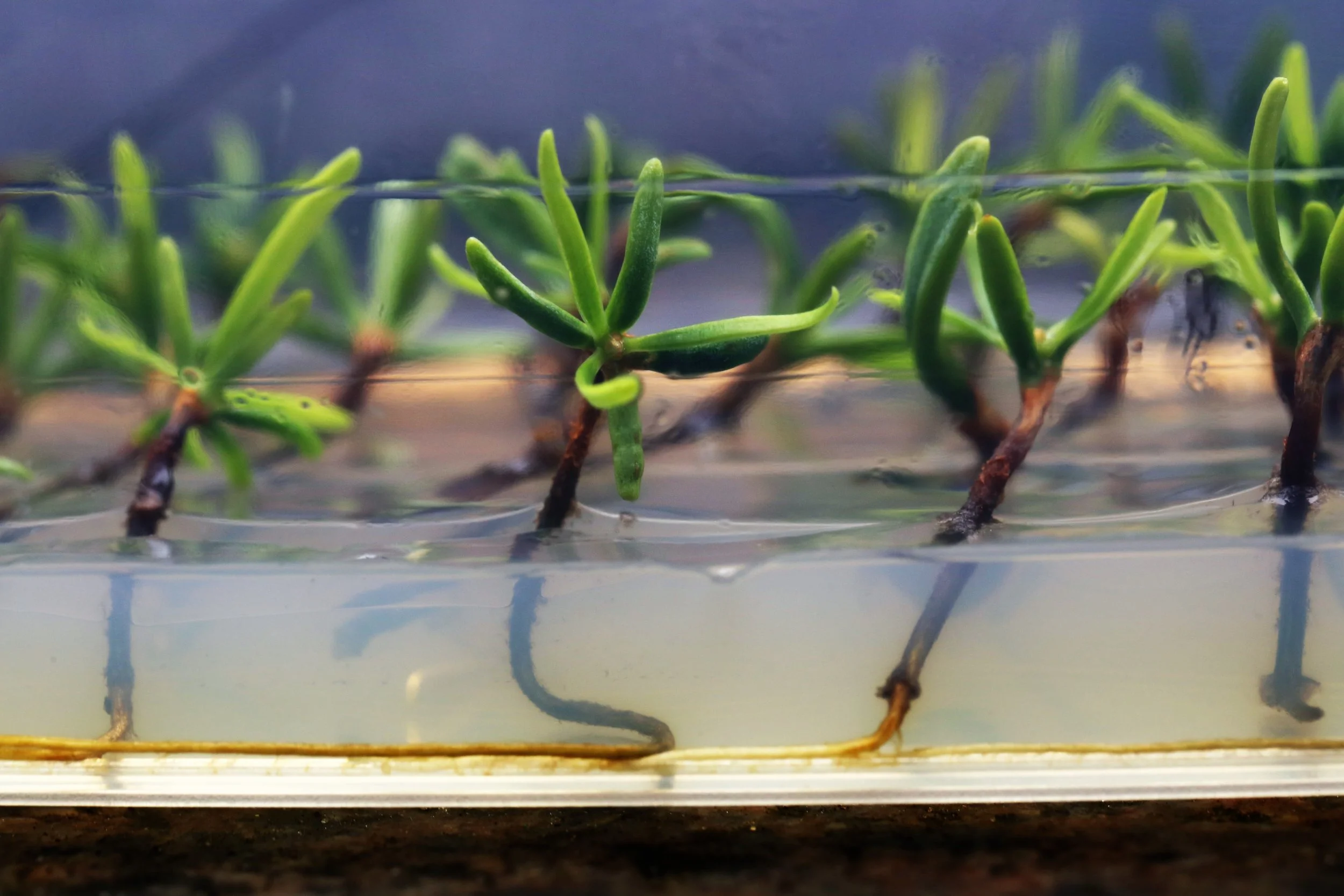 Nordmann seedlings rooting