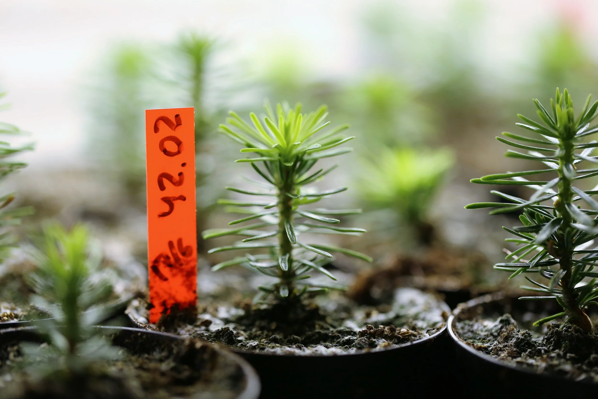 Small Christmas trees