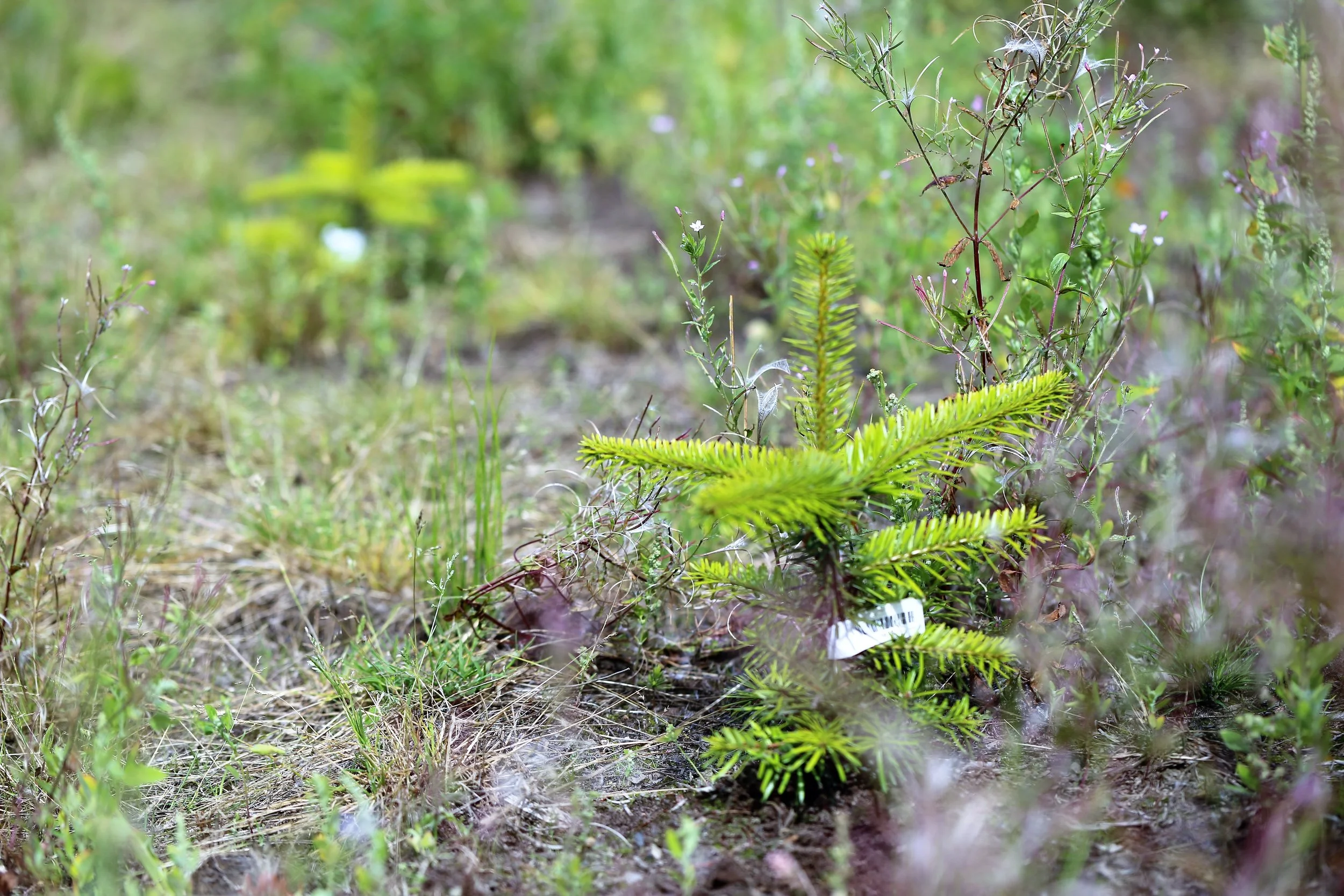 The harsh environment