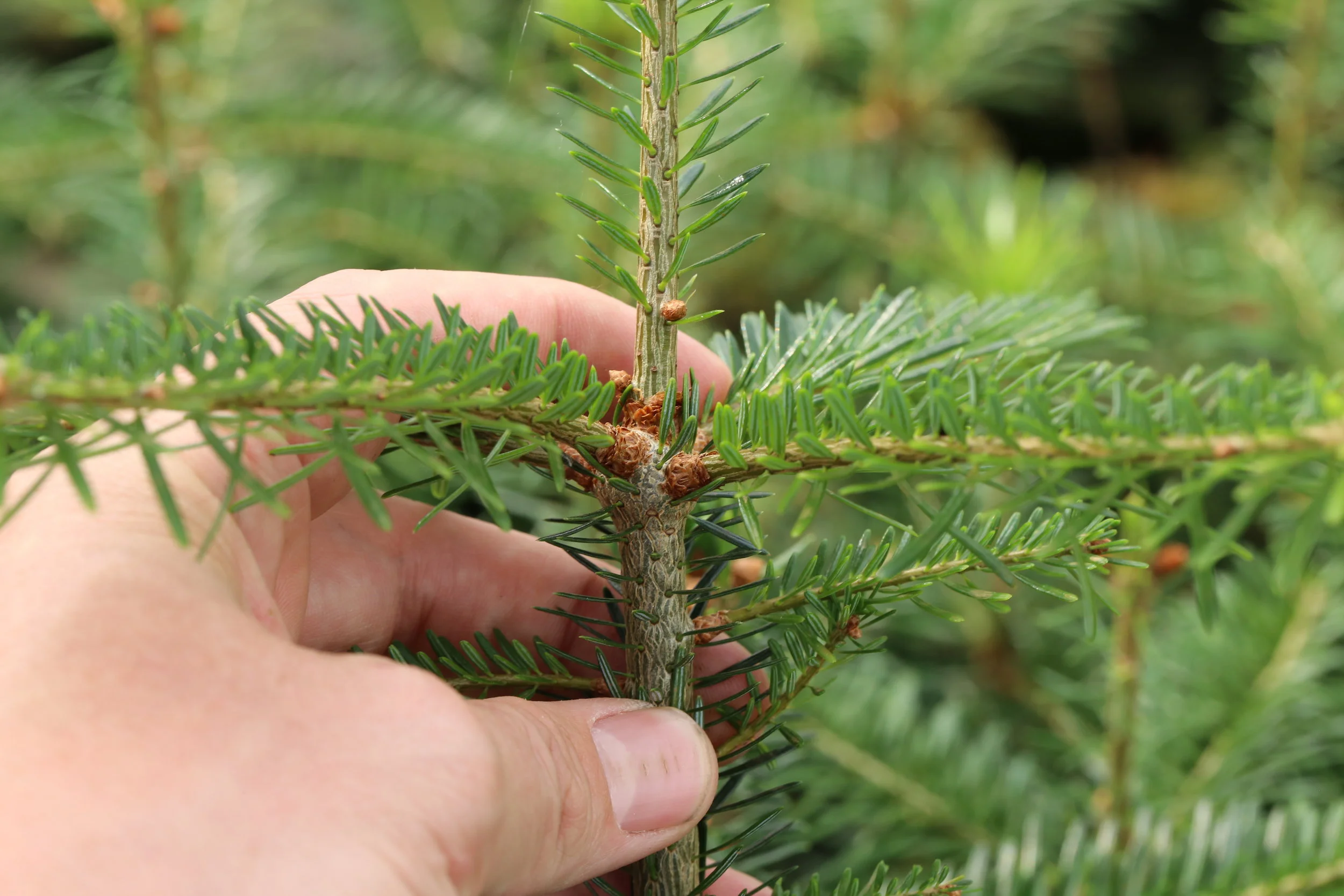 Bare root or container plants?