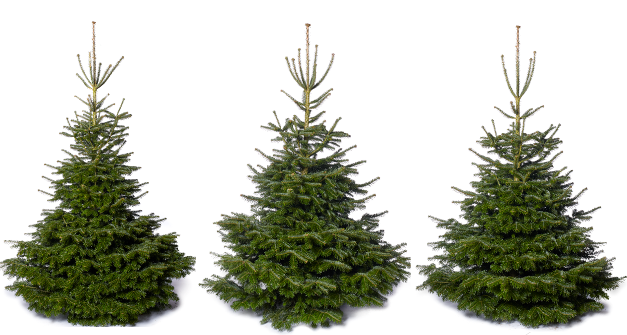 Natural grown identical twins 