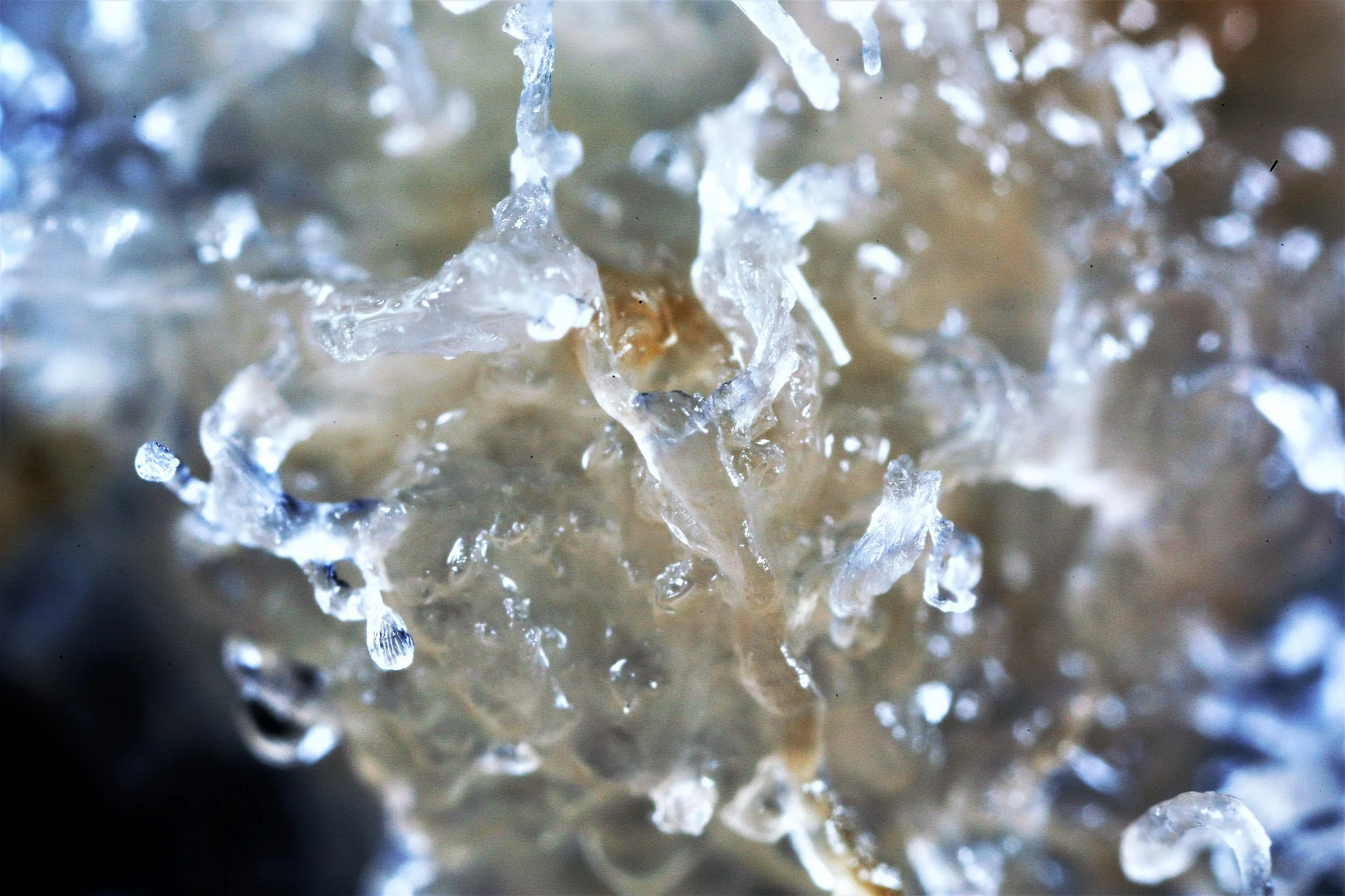 Several steps of somatic embryogenesis