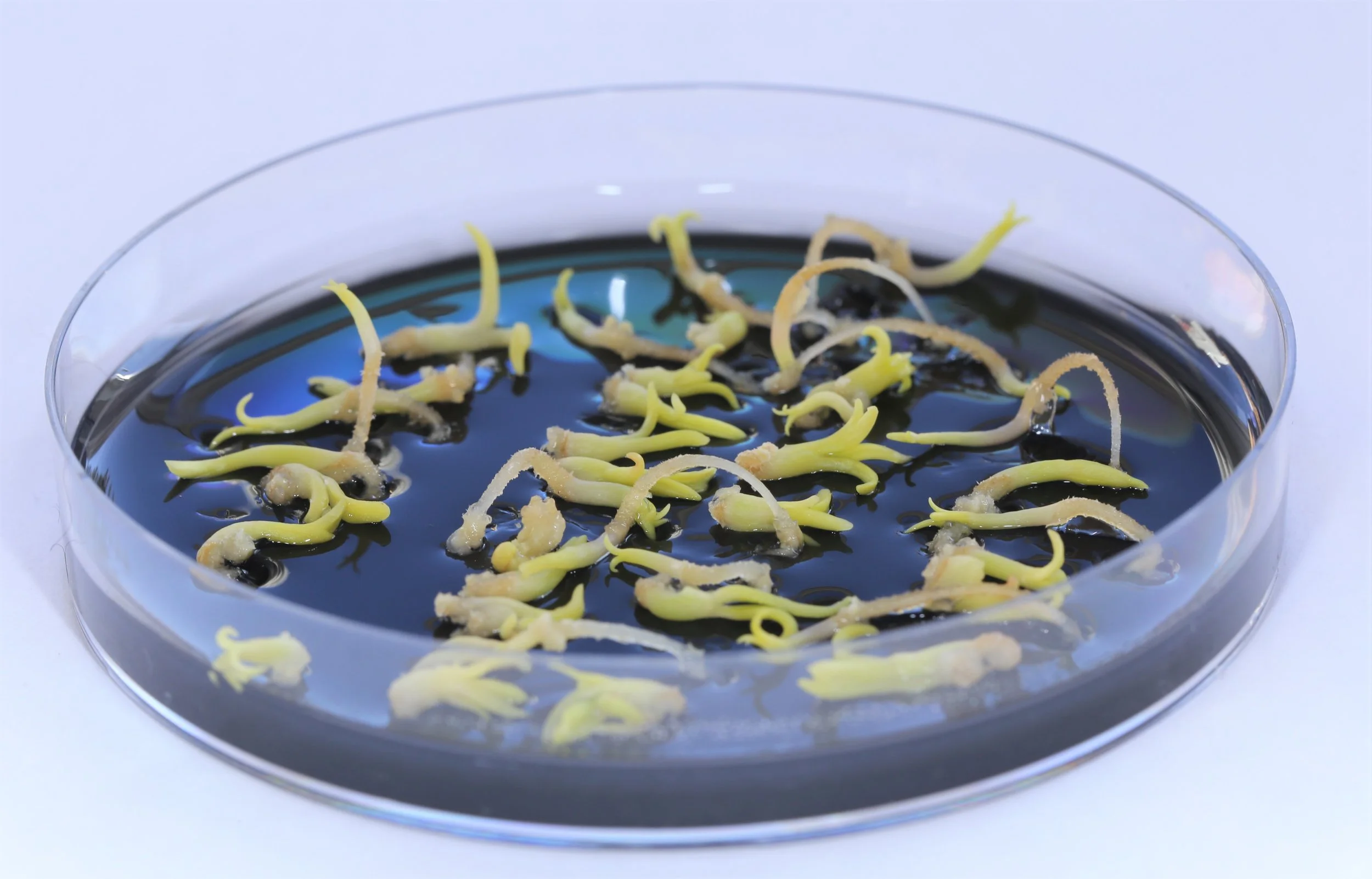 In-vitro propagation
