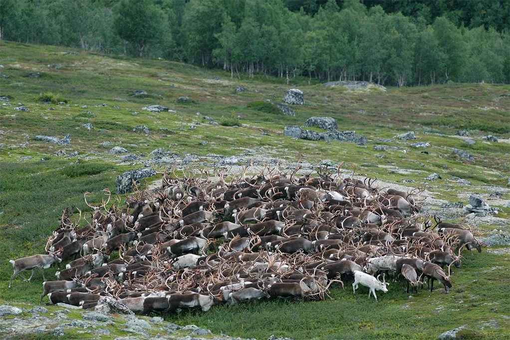 Bukkeflokk.jpg