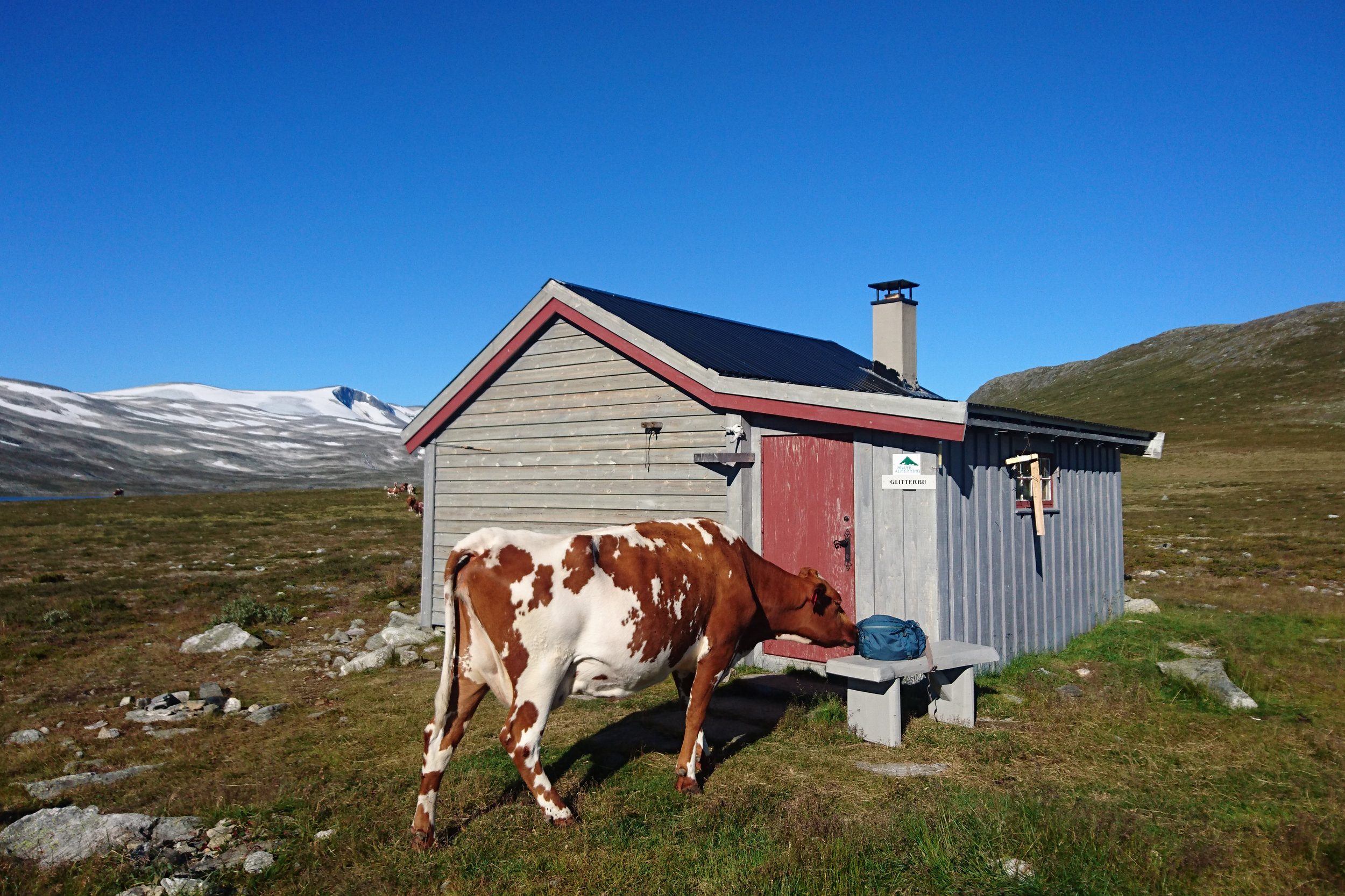 Kubesøk ved Glitterbue.JPG