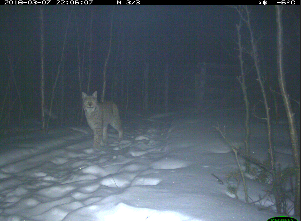 Lisensjakt på gaupe 2020