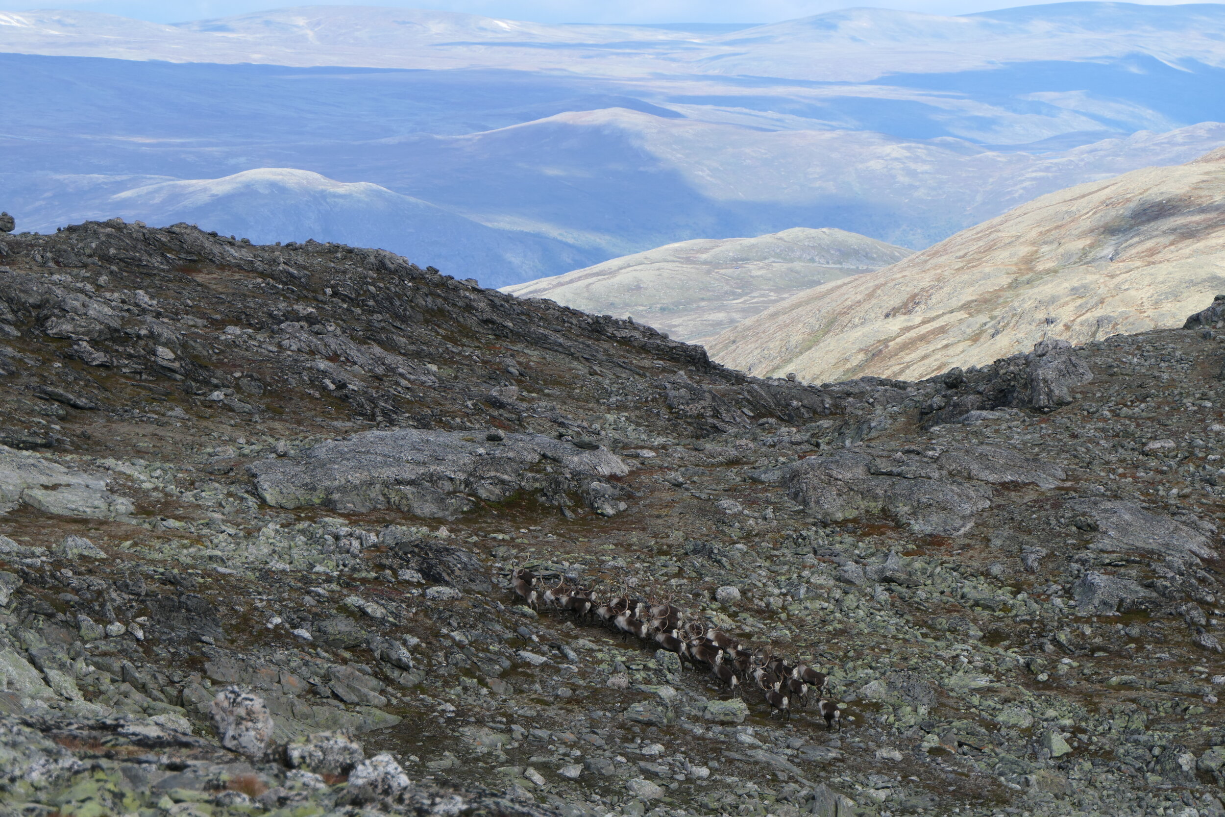 Fellingsresultat for villreinjakta 2020