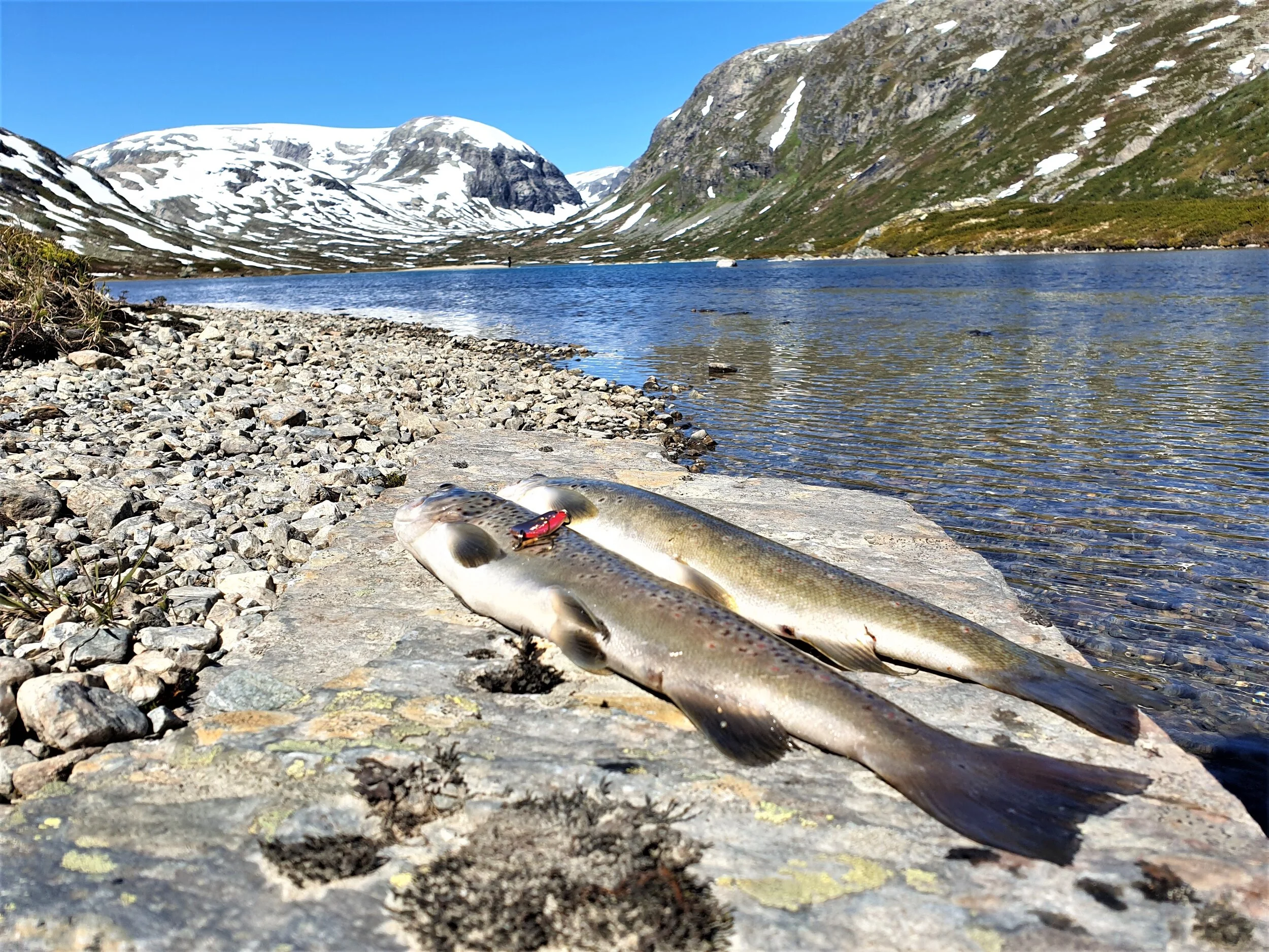 Flott fisk frå Mysubyttvatnet..jpg