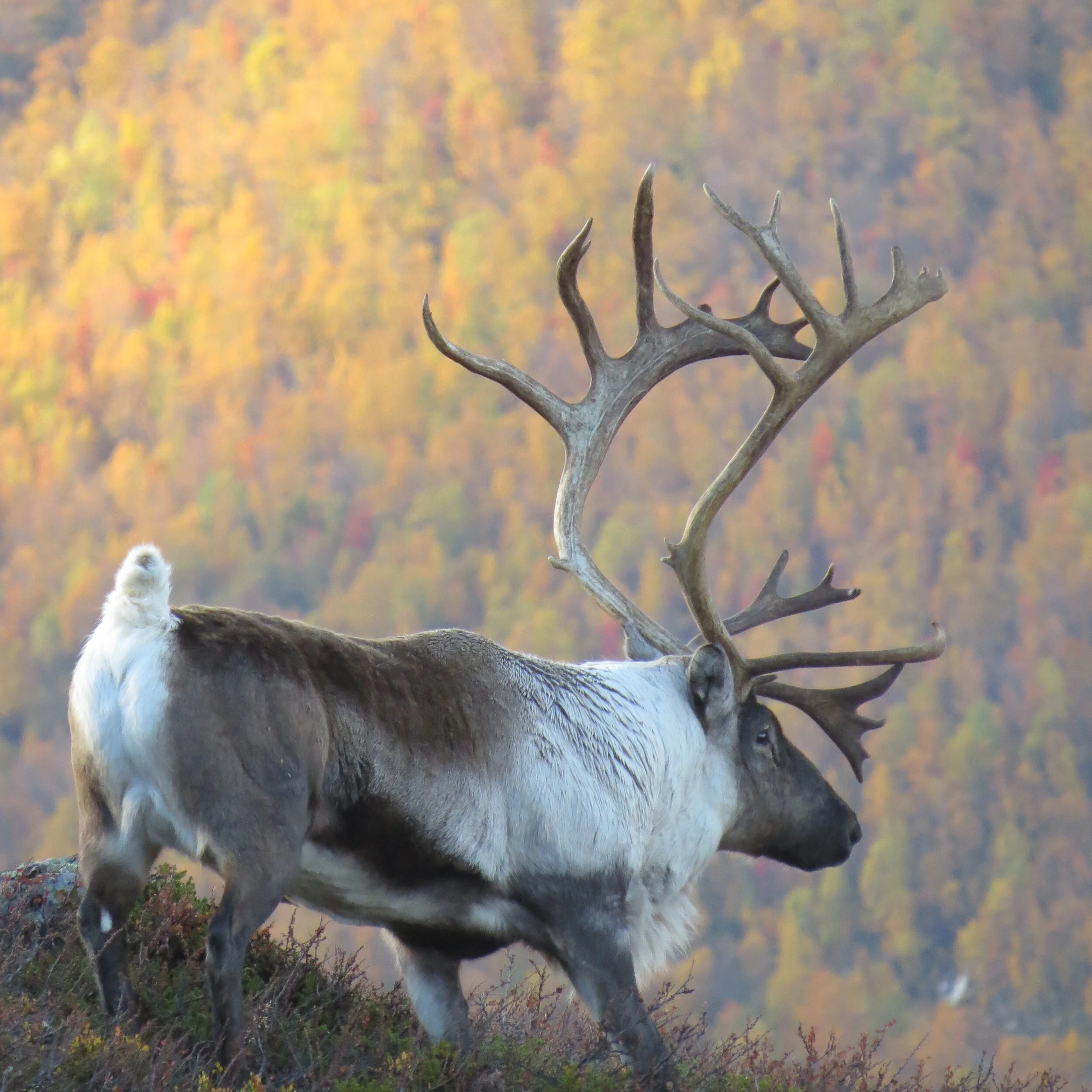Foto: Per Dagsgard