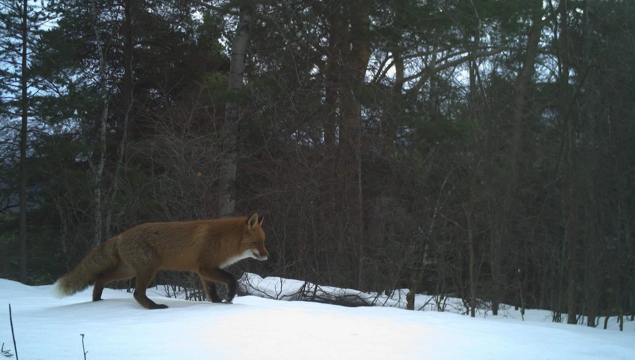 Retningsline og krav til åtejakt