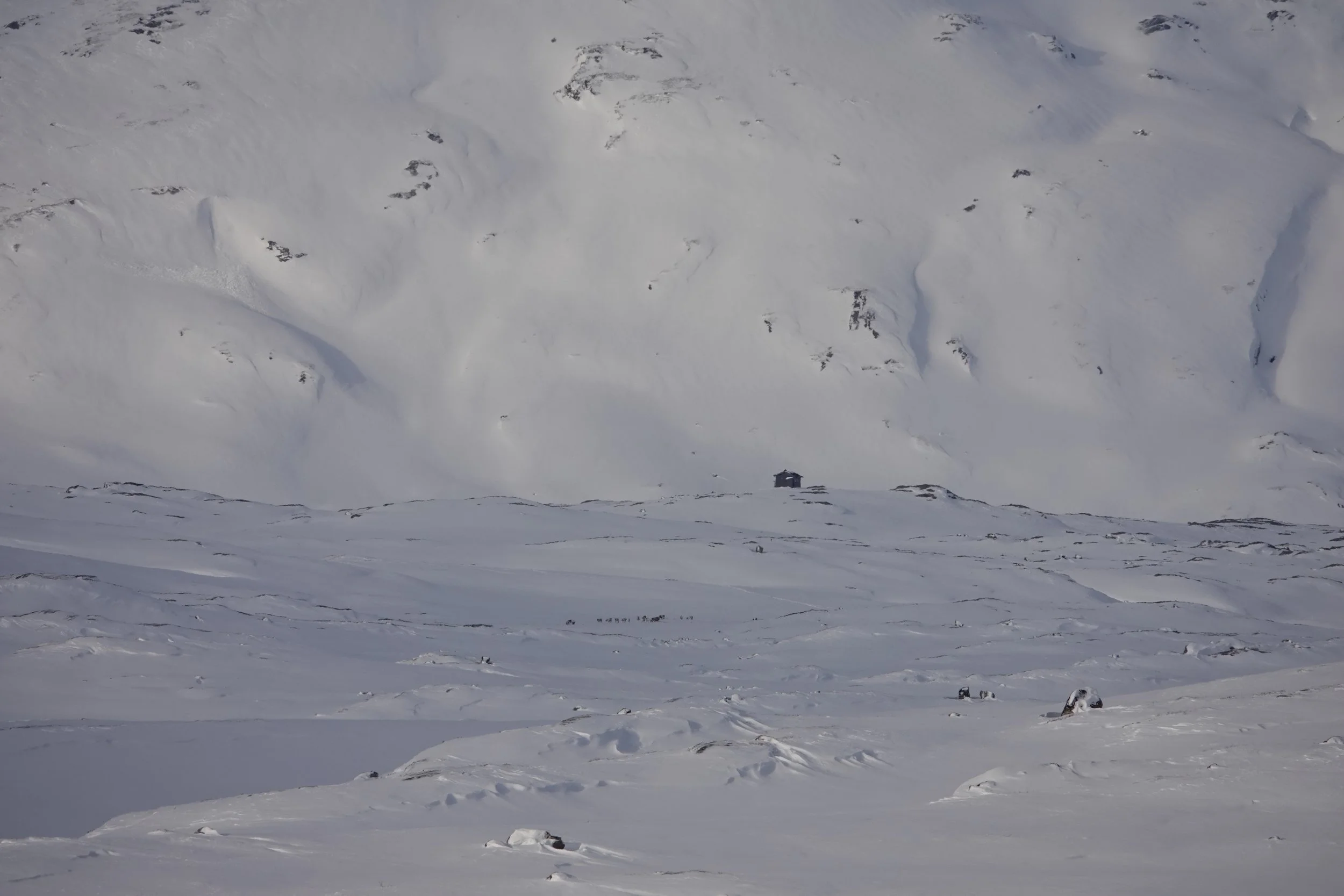 Rein i Hamsedalen