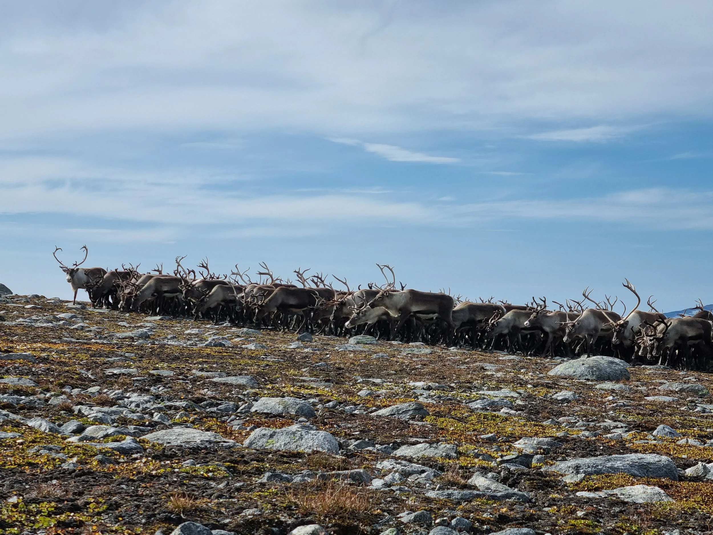 Jaktrapport villreinjakt 2025