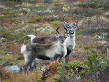 Søknadar på villreinjakt