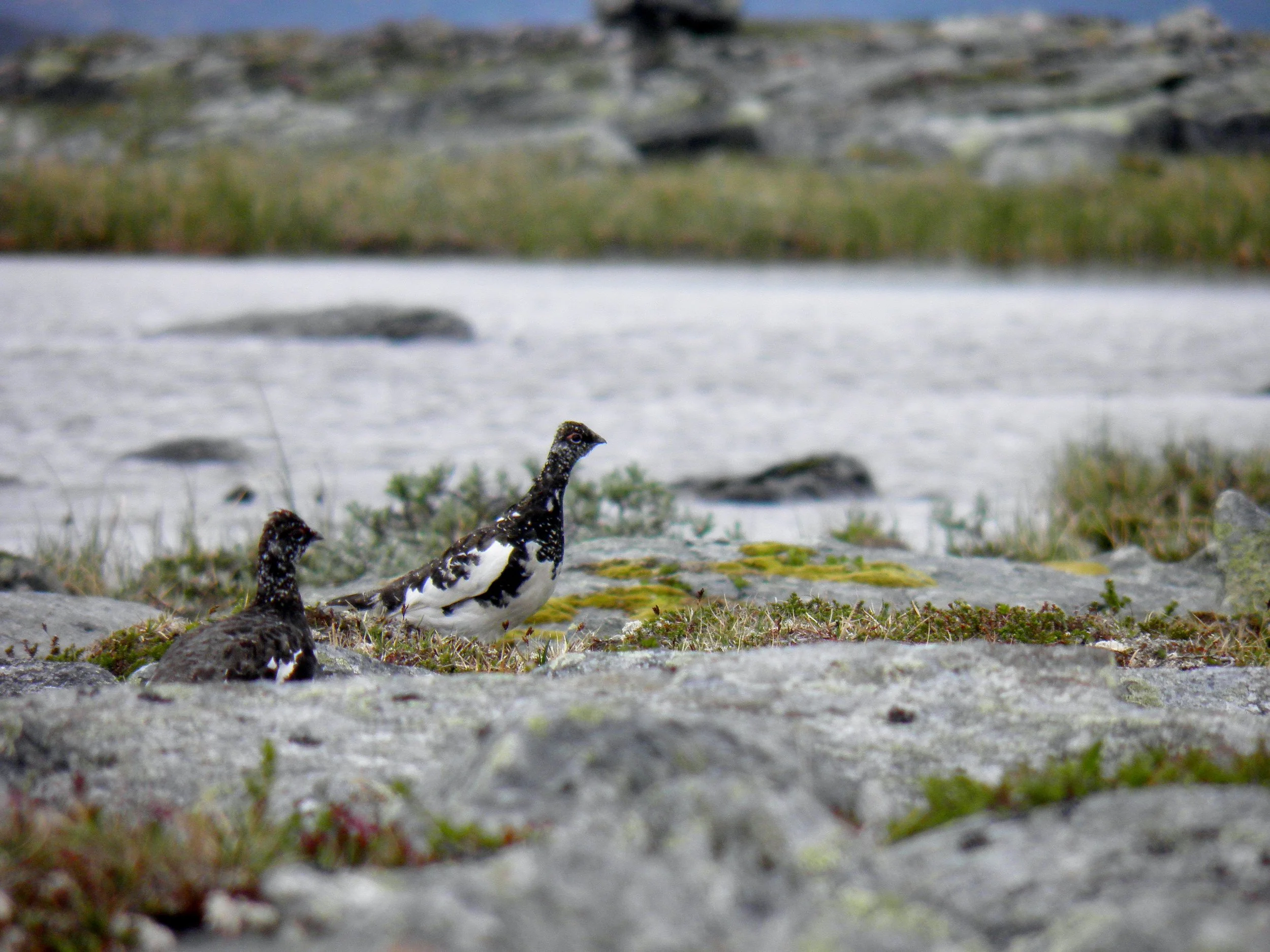 Rypetaksering og jakt 2025/2026 