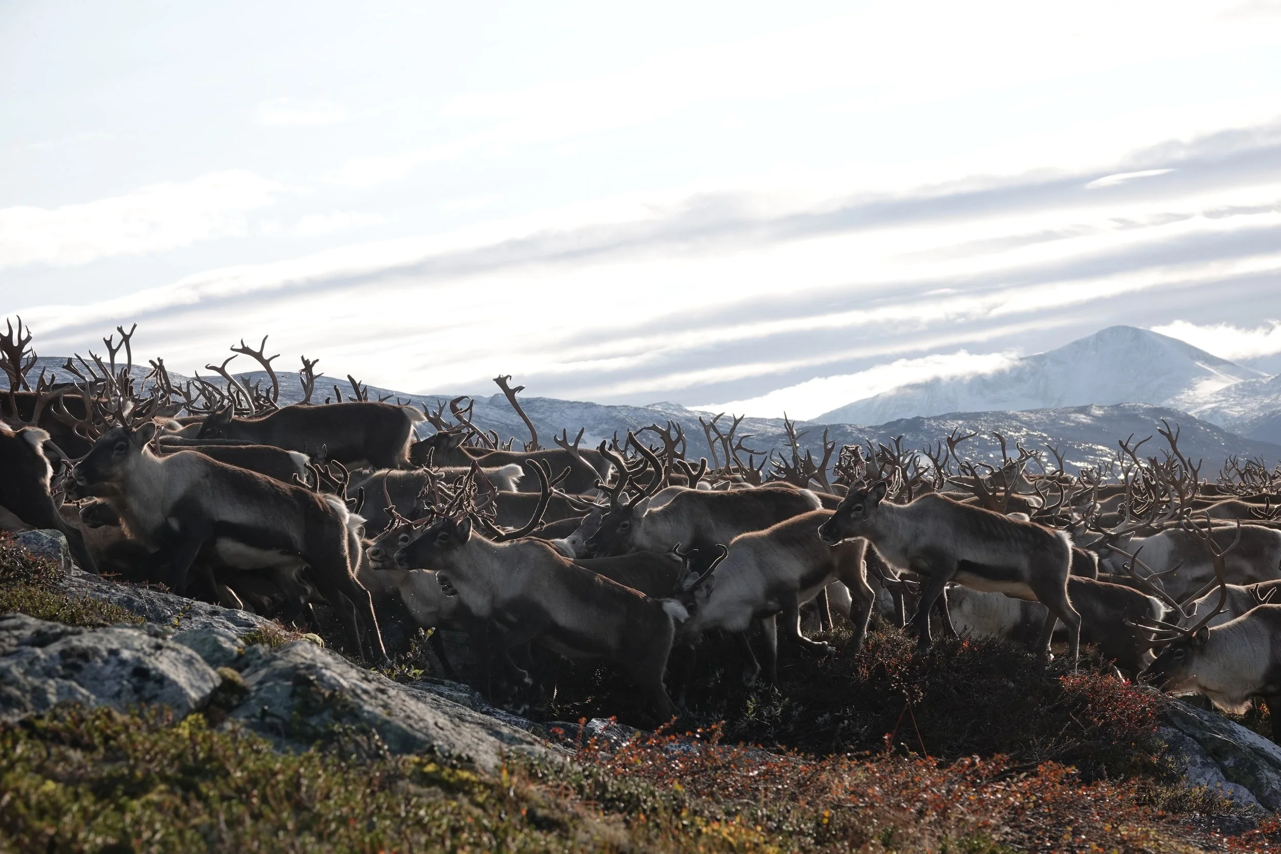 Oppdatert info om reinsjakta 2025