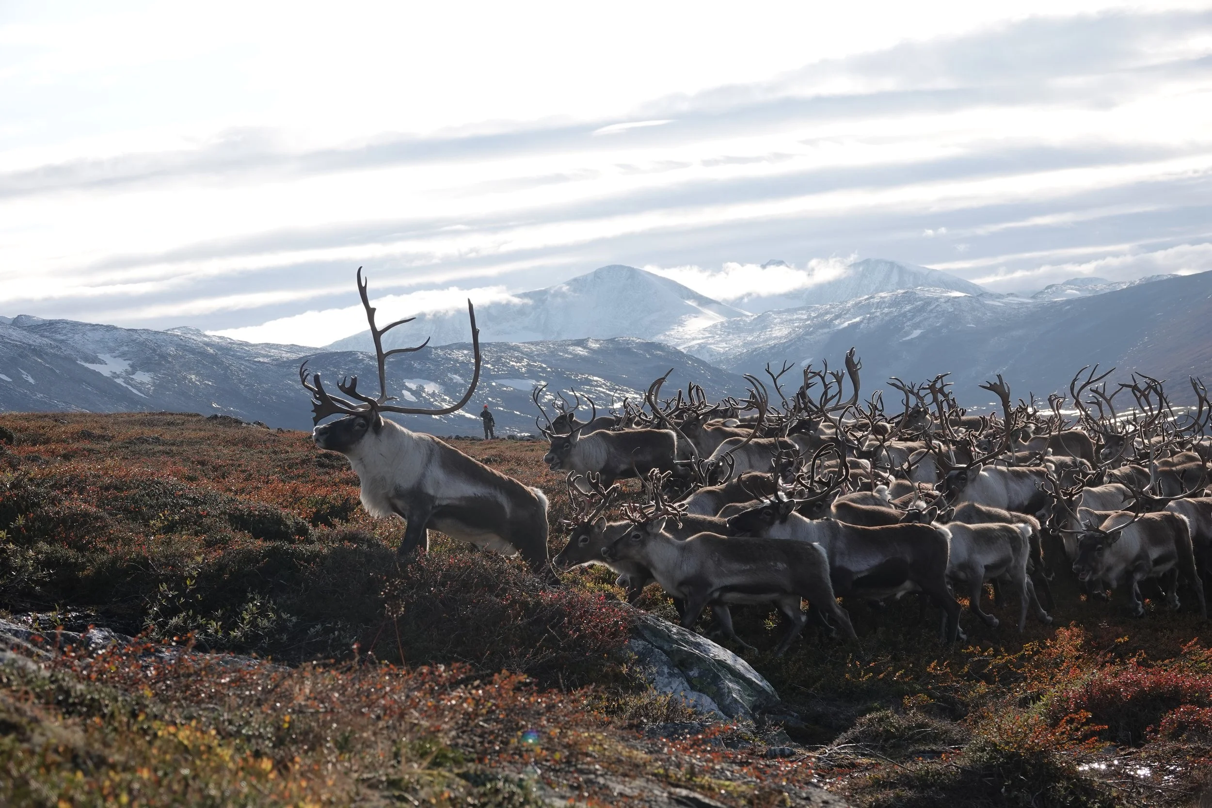 Nå er det klart for å søkje villreinjakt i Skjåk Almenning