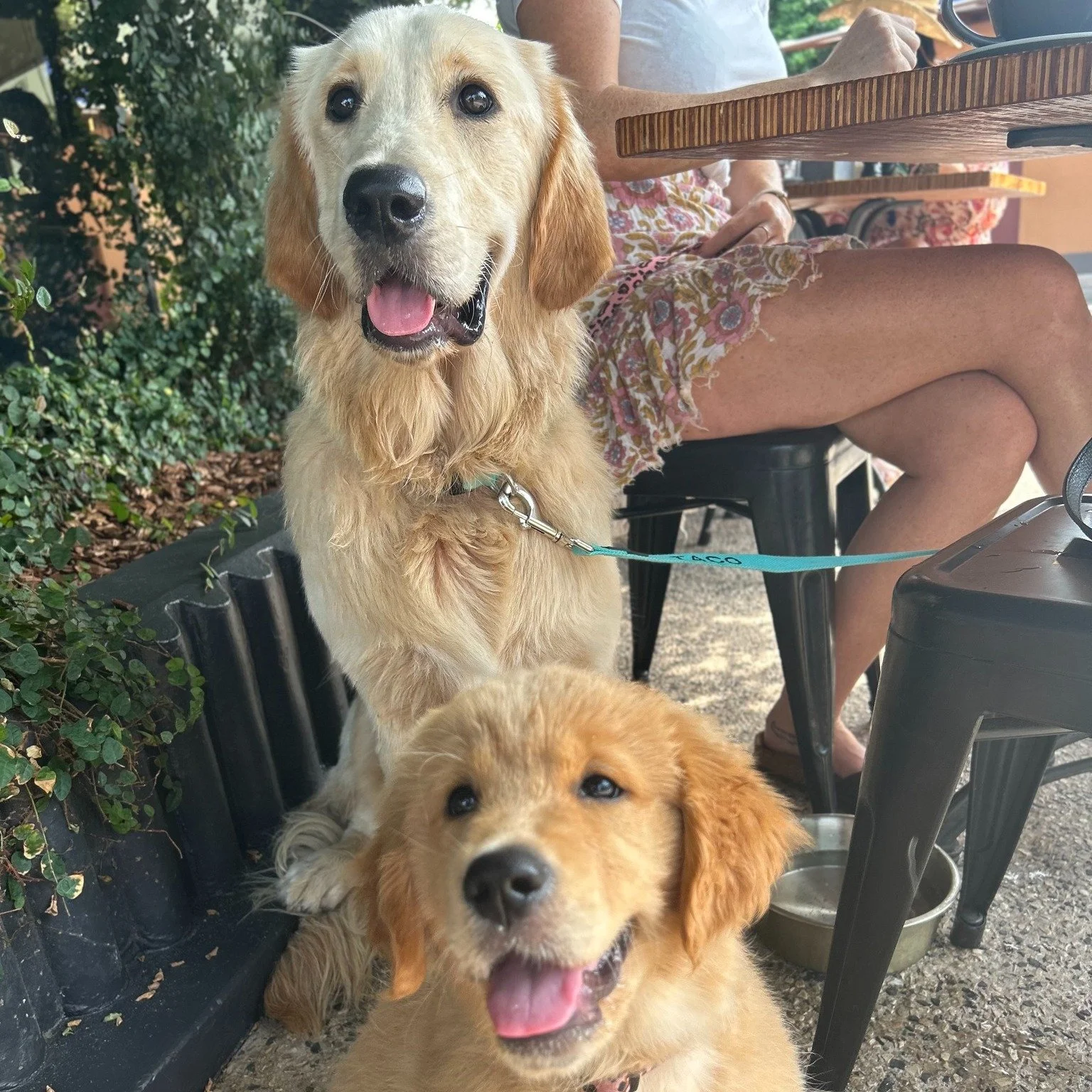 Always a good day for the Doggo's at Laneway 🖤

 #LanewayLove #goodvibes #DarwinCafes #lanewaycoffee