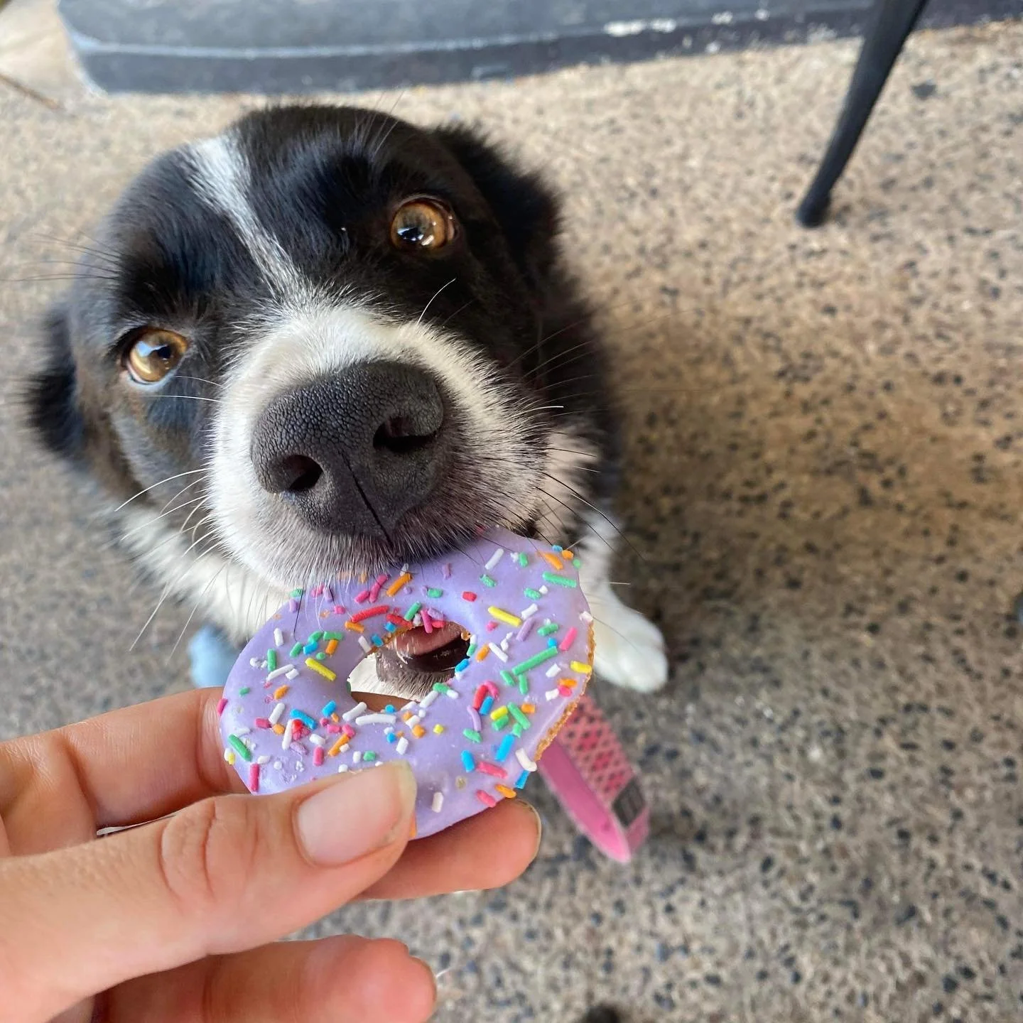 We 🖤 to look after all our guests, big, small, furry and all 🥰🥰🥰

Doggy donuts and puppycinos from the puppy menu on today!