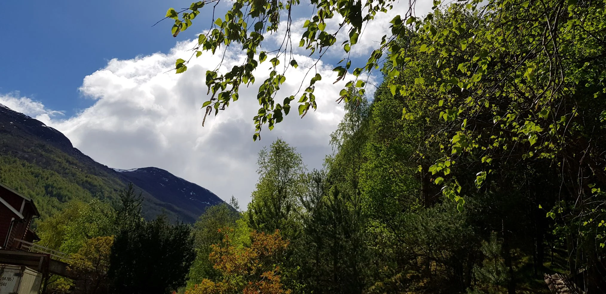Grønt i Flåm