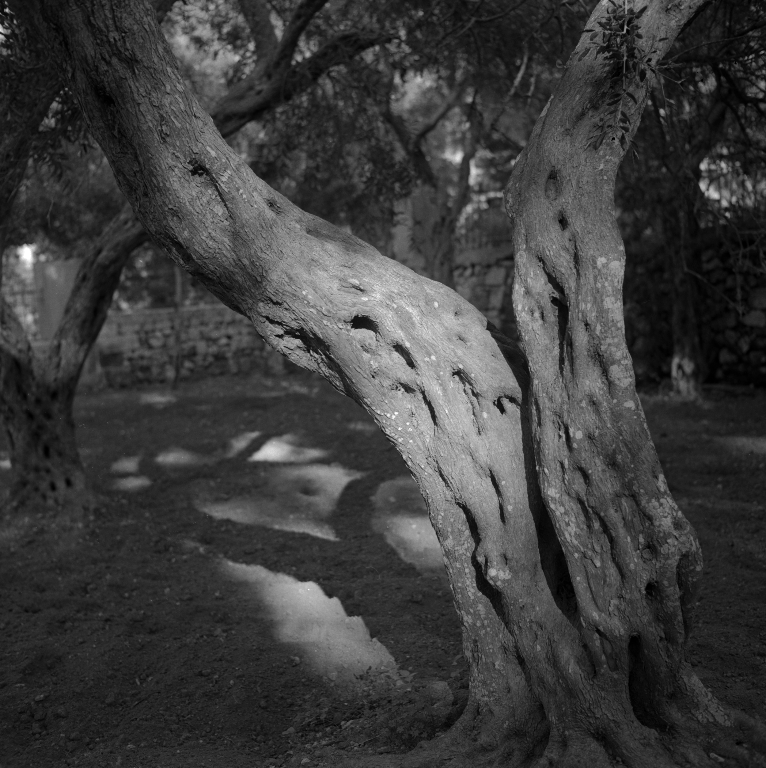 2276 - HP5+ 001-.png