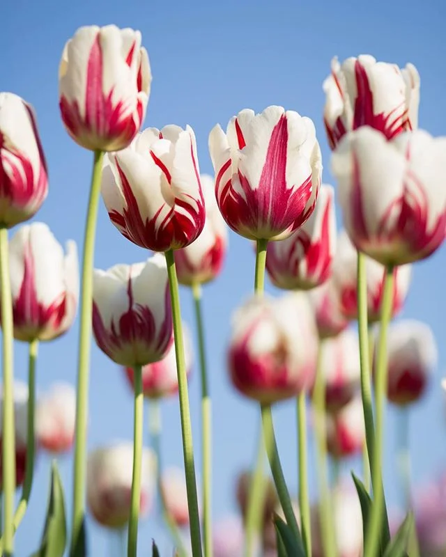 Absolute Health Chiropractic Clinic Female Chiropractor