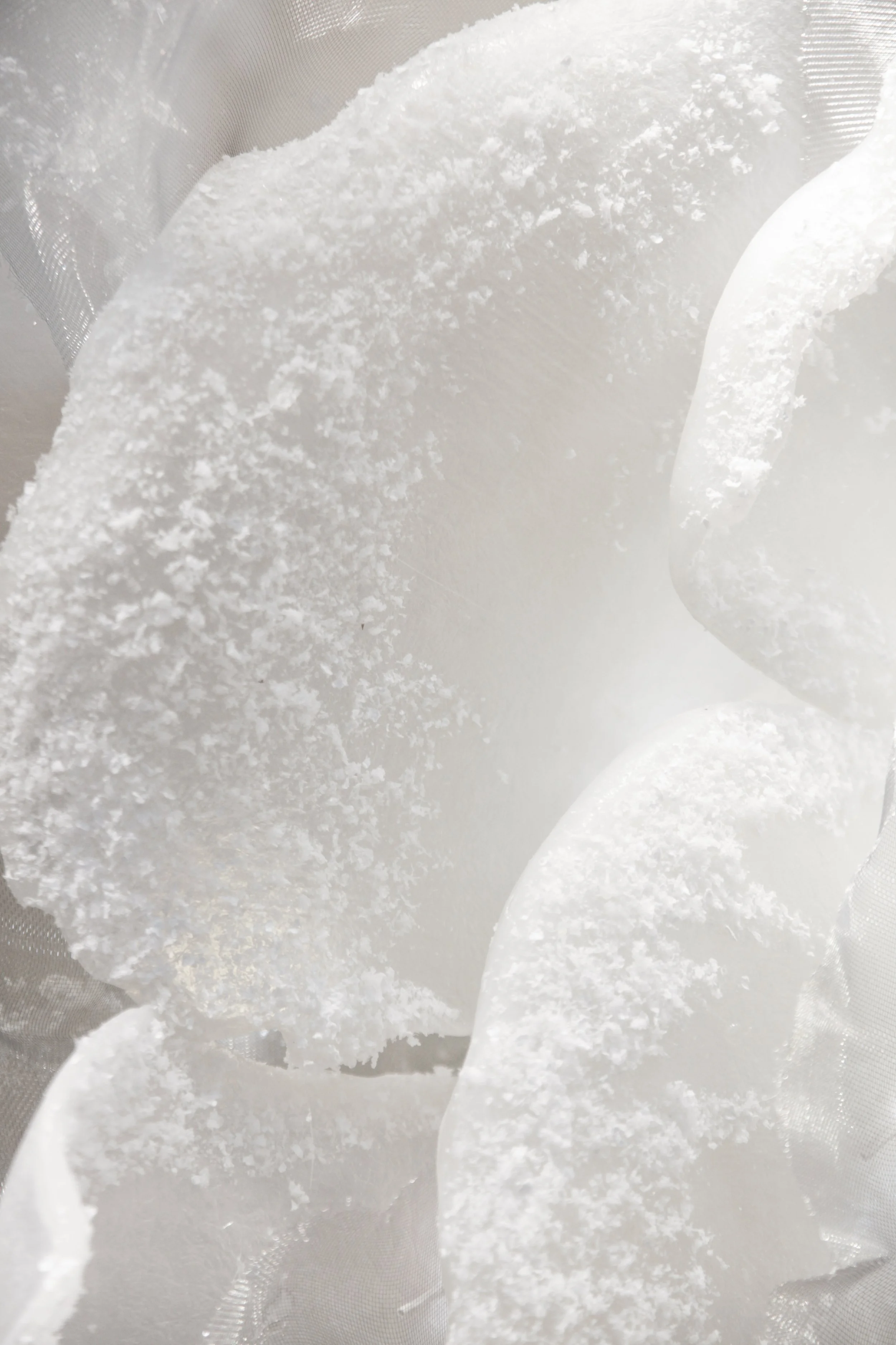 flores (4 de 23).JPG