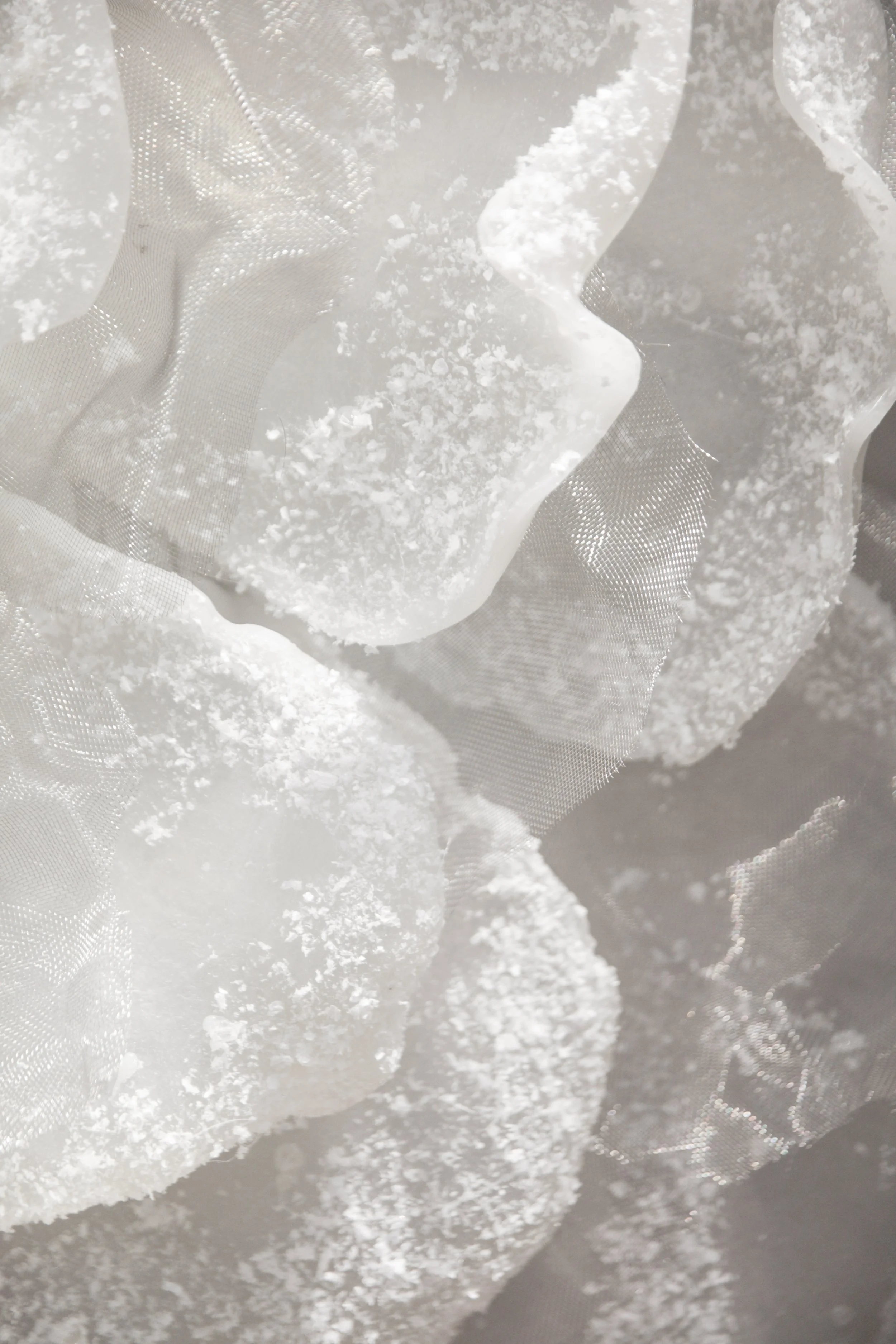 flores (9 de 23).JPG