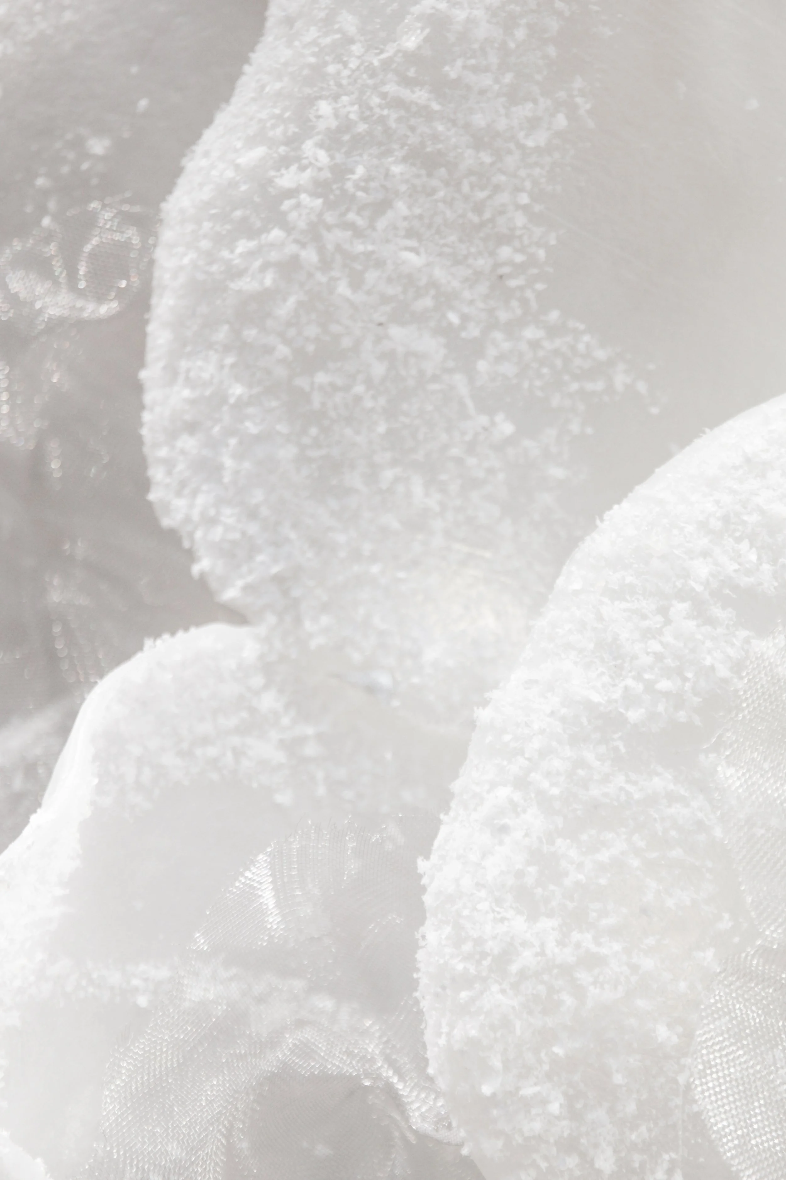 flores (17 de 23).JPG