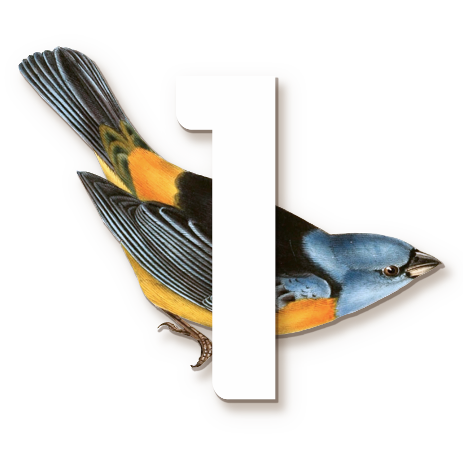 1_Bird_Template_t.png