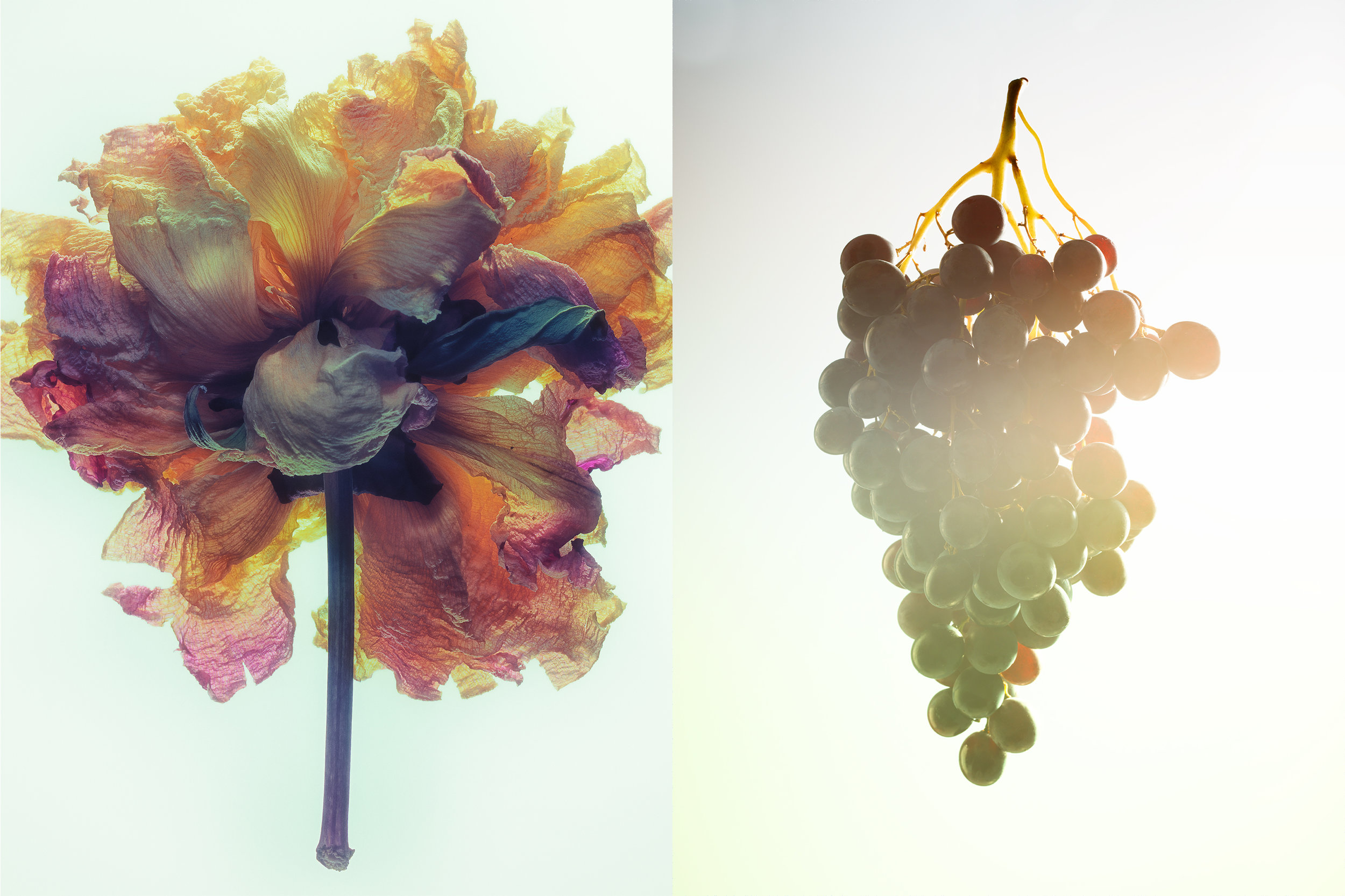 flower-grapes.jpg
