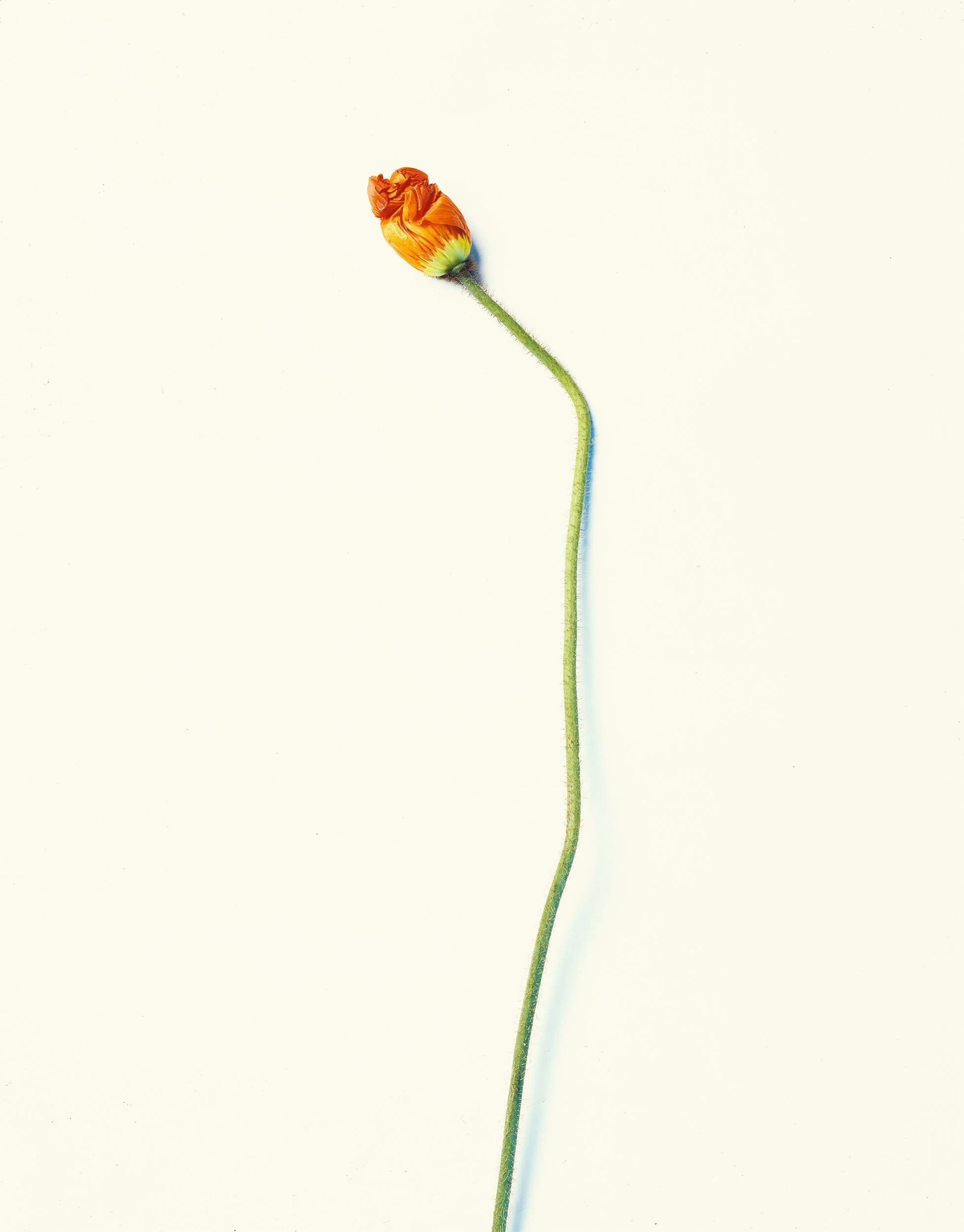 flower_stem.jpg