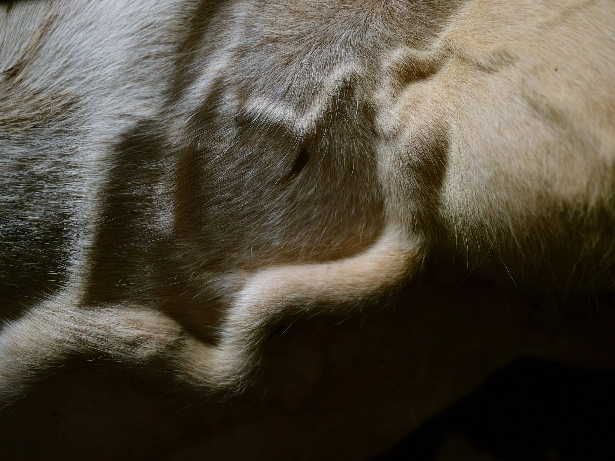 1_Cow in milk room.jpg