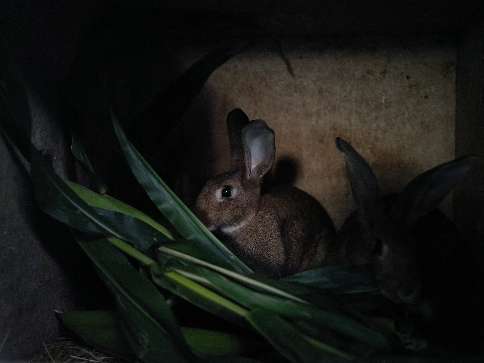 3_Farmed Rabbit.jpg