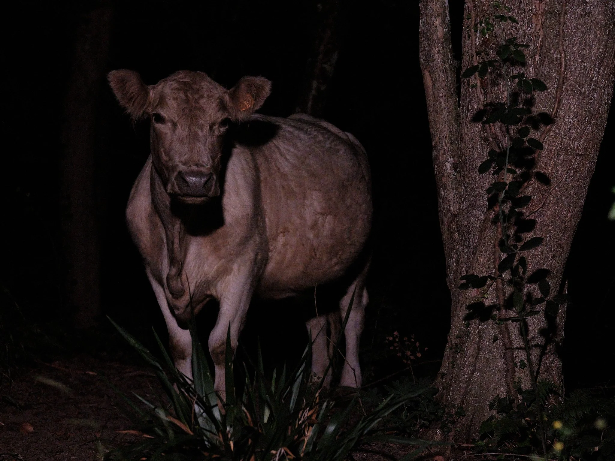 4_Cow at night.jpg