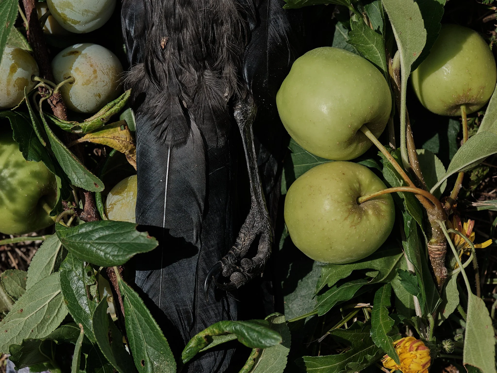 6_Deceased Crow.jpg