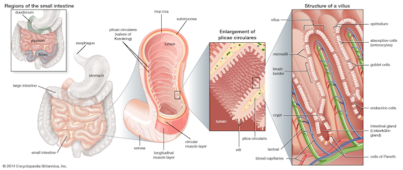 Detalle del intestino delgado y sus cavidades y vellosidades, que aumentan la superficie de absorción.