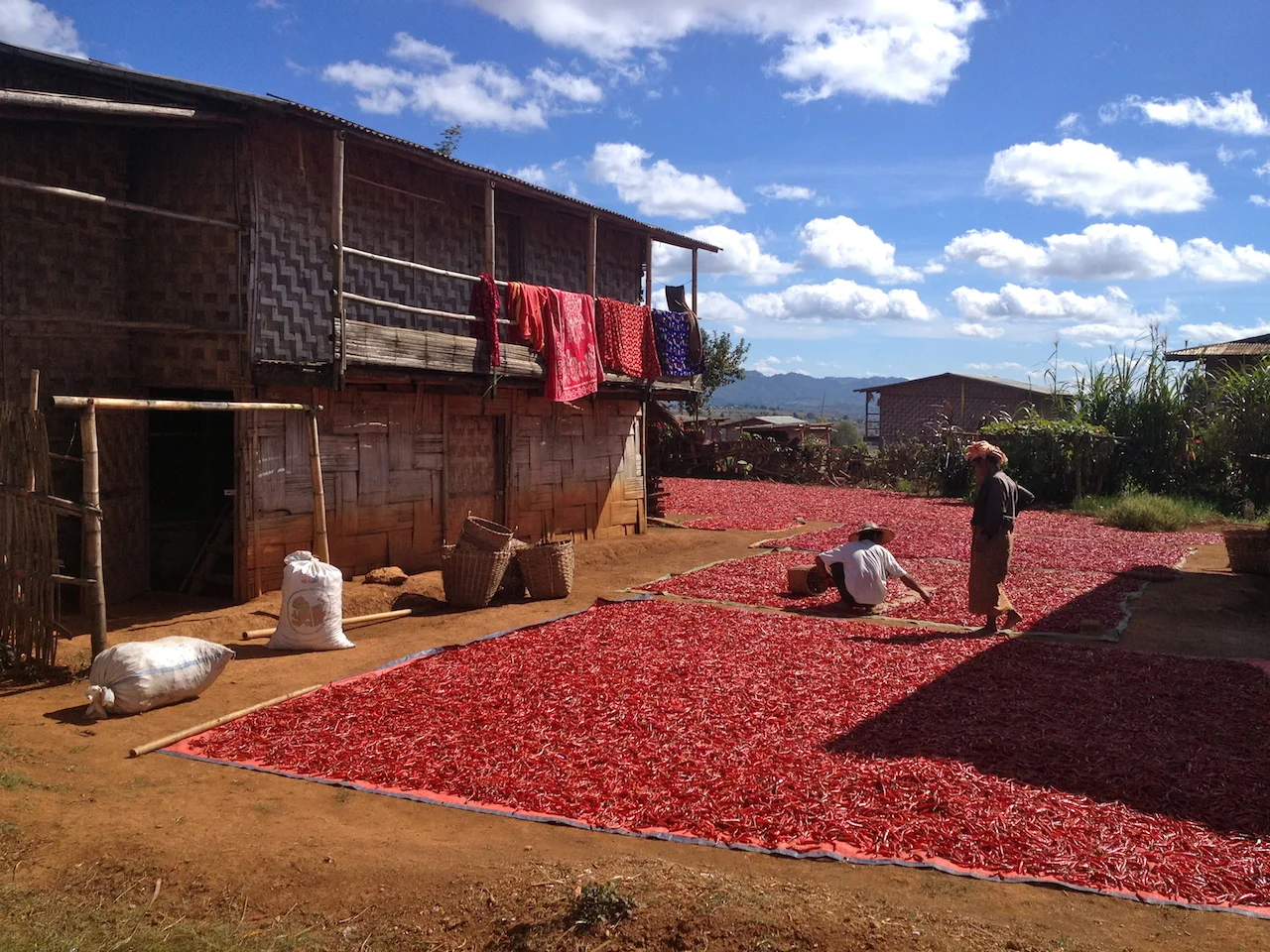 One of the main income for the Palaung villages is chili farming