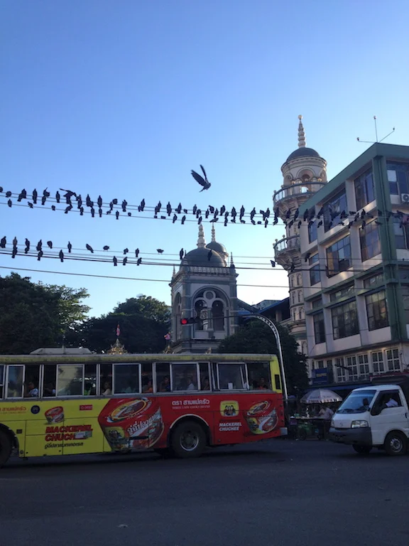 myanmar_yangon_pigeons.jpg