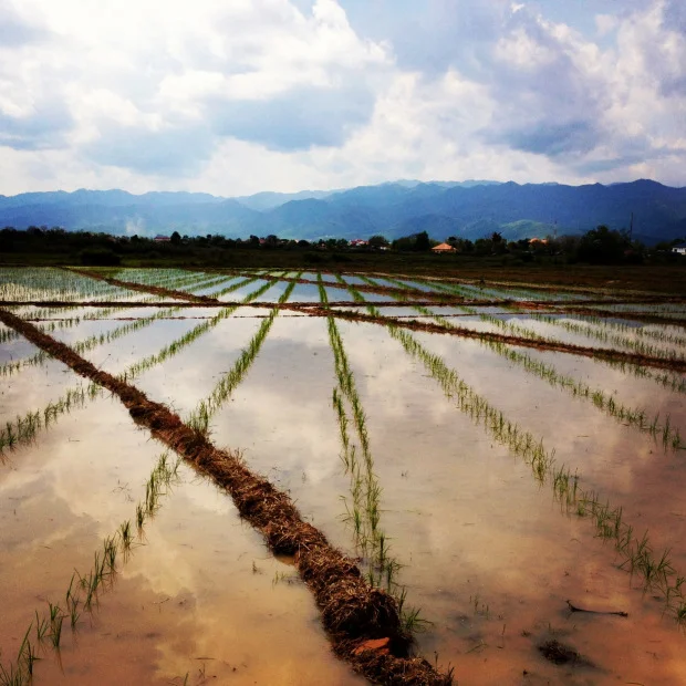 laos_luang_namtha_beer_rice_field.jpg