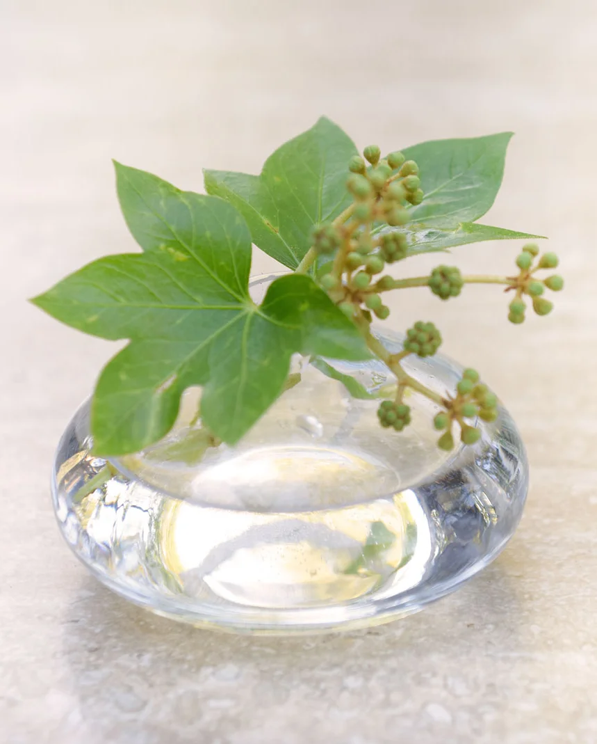 NE_Vases_Ivy.jpg