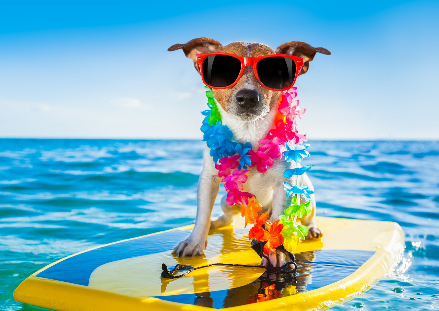 Día del perro en Aloha Poké, más solidario que nunca