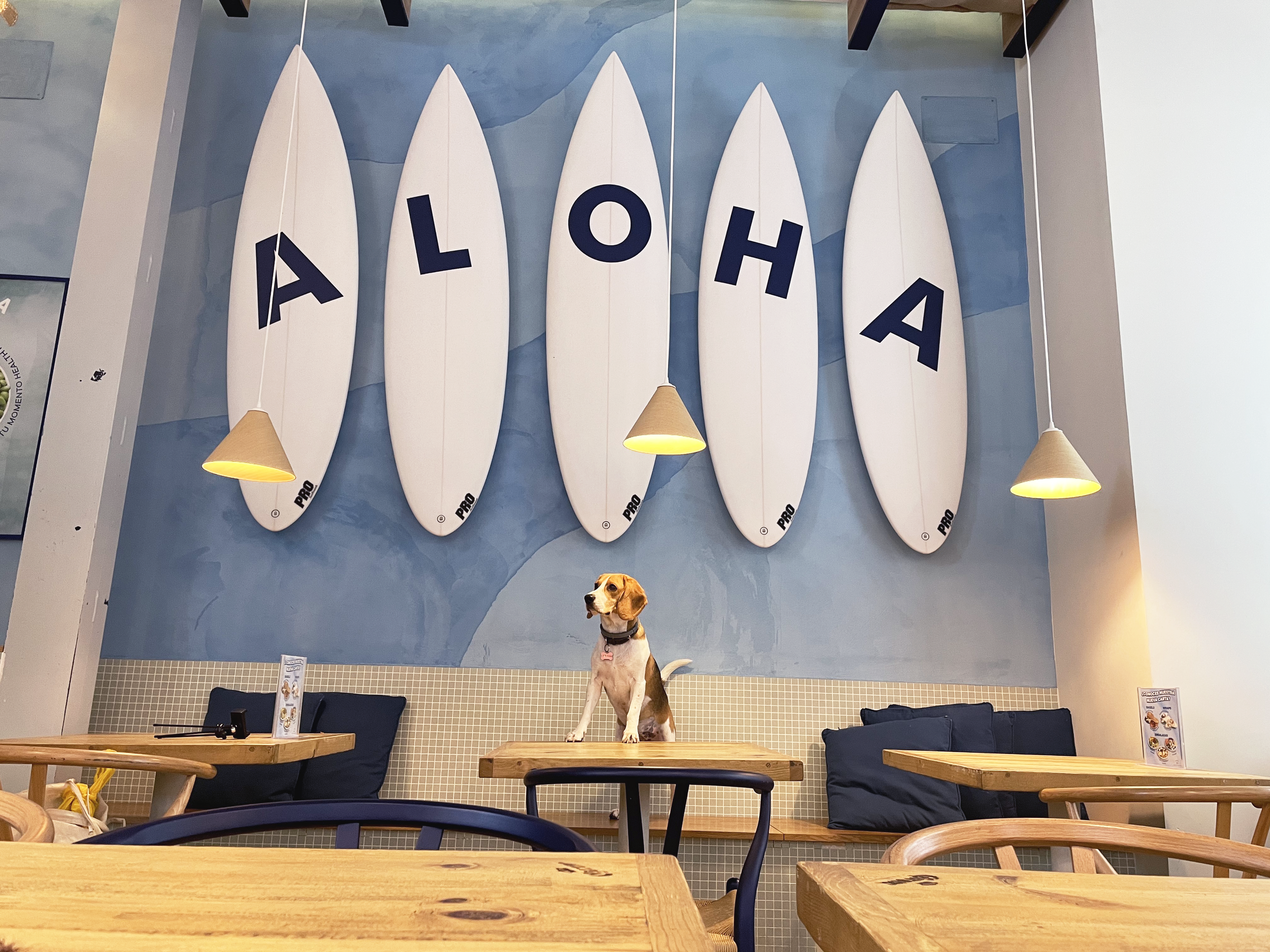 DESCUBRE LOS DOGGIE TUESDAYS