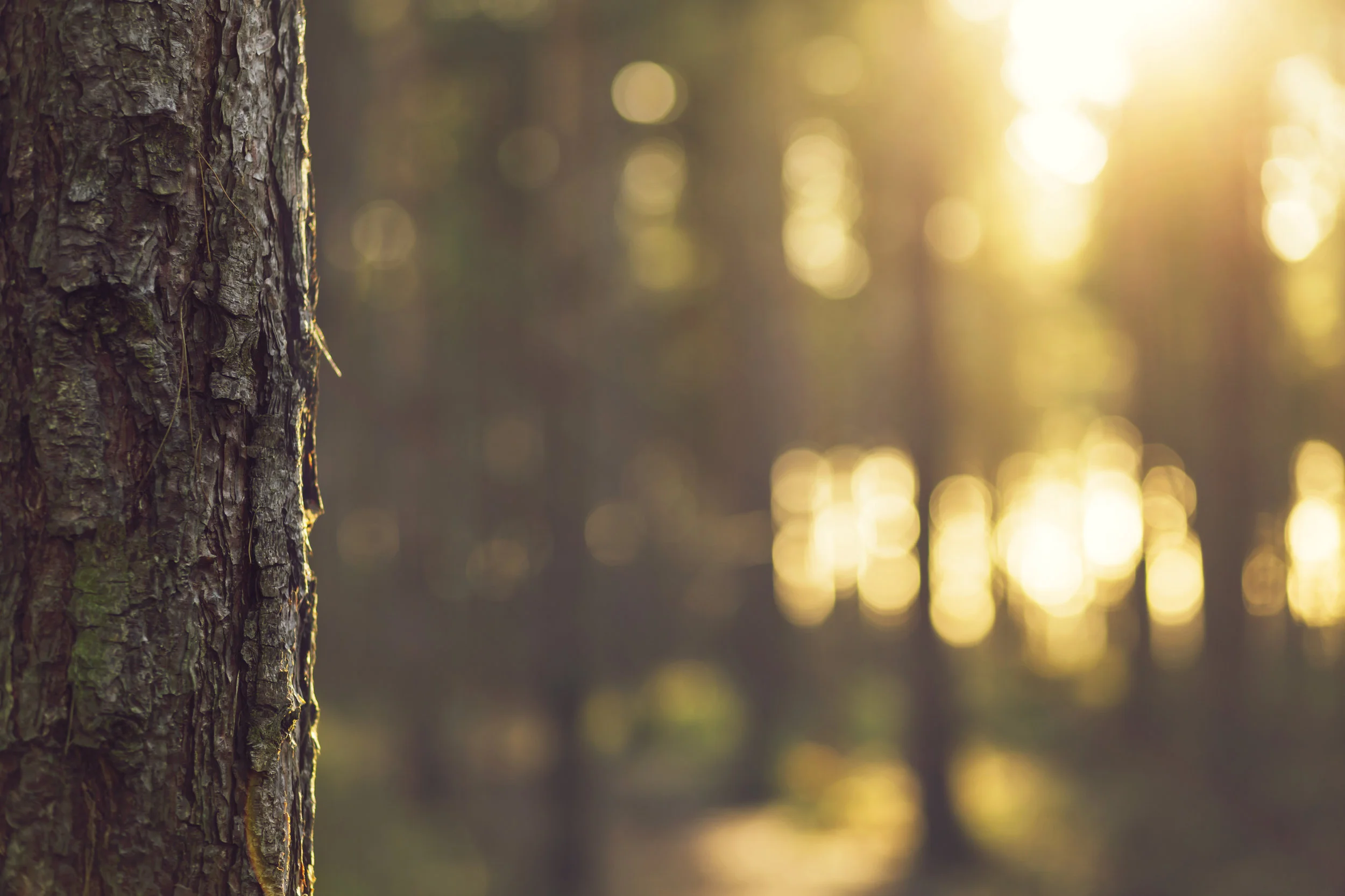 trees-iStock-502810504.jpg