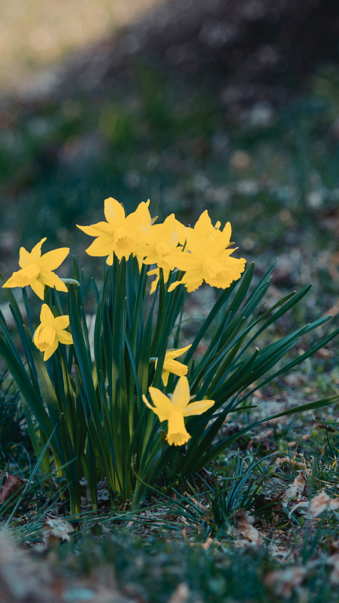 Early Spring Entertaining: Why March Is an Underrated Time for Showers &amp; Luncheons
