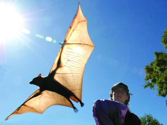 Raina Plowright, assistant professor in MSU's Department of Microbiology and Immunology, researches diseases carried by bats. A study Plowright co-authored reports that bat deaths worldwide are markedly rising due to human causes largely unique to the 21st century. Specifically, collisions with wind turbines and the outbreak of white-nose syndrome lead the reported causes of mass death in bats since 2000. Photo courtesy of Shirley Plowright.