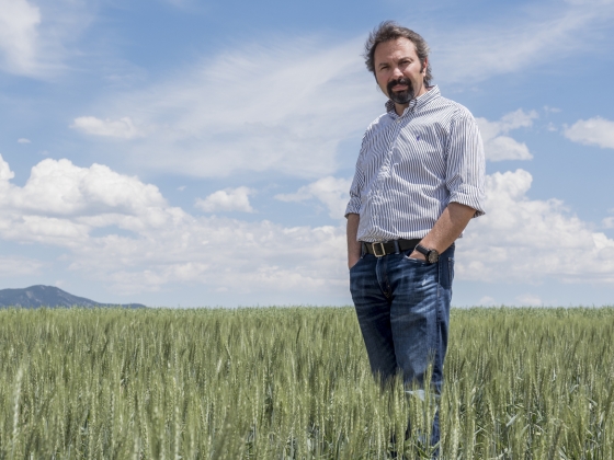 Hikmet Budak, Montana State University professor and Montana Plant Sciences Endowed Chair with the Department of Plant Sciences and Plant Pathology, seen here on Friday, July 8, 2016, at the MSU Post Farm in Bozeman, Mont., recently collaborated with a team of international researchers on the genome sequence for durum wheat, a staple ingredient in pasta. MSU Photo by Adrian Sanchez-Gonzalez
