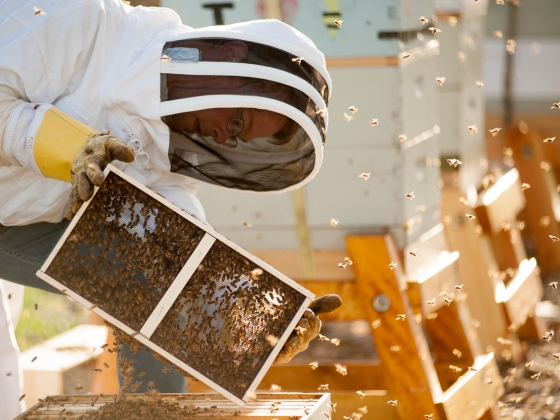 MSU graduate student Alex McMenamin gentle coaxes new Carniolan honey bees into their new home at the MSU Honeybee Research Site and Pollinator Garden. MSU photo by Kelly Gorham